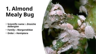 Comprehensive Guide to Insect Pests and Their Management in Tea, Almond ...