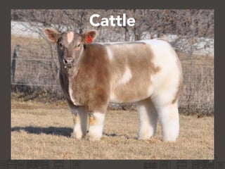 Cattle
20
 