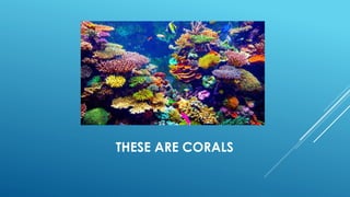 THESE ARE CORALS
 