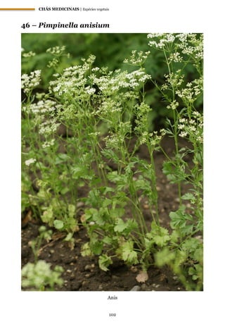 CHÁS MEDICINAIS | Espécies vegetais
102
46 – Pimpinella anisium
Anis
 