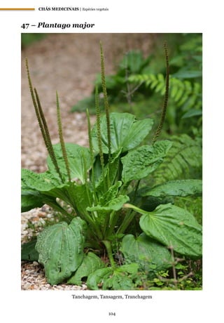 CHÁS MEDICINAIS | Espécies vegetais
104
47 – Plantago major
Tanchagem, Tansagem, Tranchagem
 