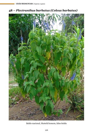CHÁS MEDICINAIS | Espécies vegetais
106
48 – Plectranthus barbatus (Coleus barbatus)
Boldo-nacional, Hortelã homem, falso-boldo
 
