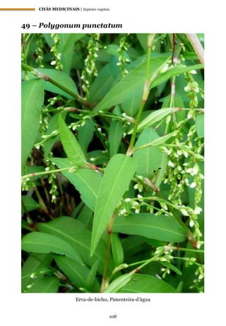CHÁS MEDICINAIS | Espécies vegetais
108
49 – Polygonum punctatum
Erva-de-bicho, Pimenteira-d’água
 