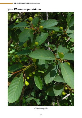 CHÁS MEDICINAIS | Espécies vegetais
114
52 – Rhamnus purshiana
Cáscara-sagrada
 