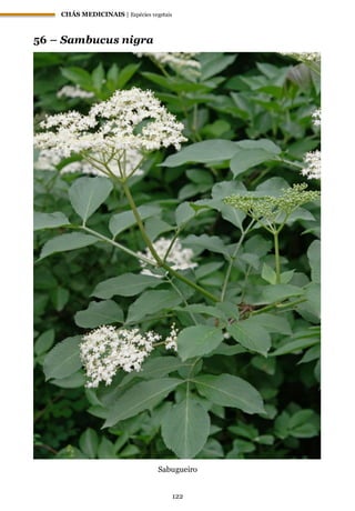 CHÁS MEDICINAIS | Espécies vegetais
122
56 – Sambucus nigra
Sabugueiro
 
