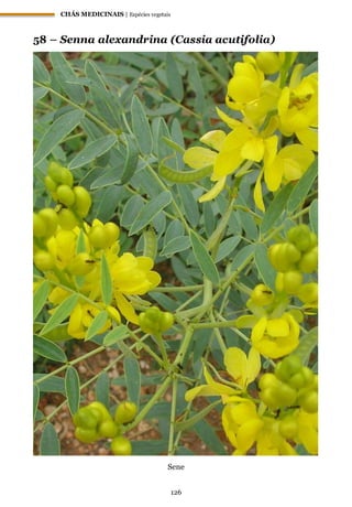 CHÁS MEDICINAIS | Espécies vegetais
126
58 – Senna alexandrina (Cassia acutifolia)
Sene
 