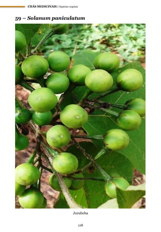CHÁS MEDICINAIS | Espécies vegetais
128
59 – Solanum paniculatum
Jurubeba
 