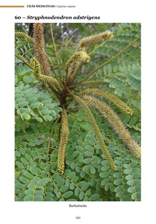 CHÁS MEDICINAIS | Espécies vegetais
130
60 – Stryphnodendron adstrigens
Barbatimão
 
