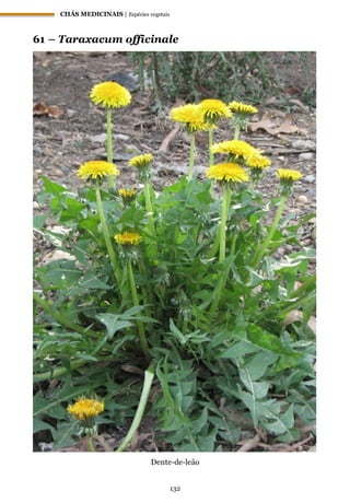 CHÁS MEDICINAIS | Espécies vegetais
132
61 – Taraxacum officinale
Dente-de-leão
 