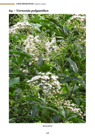 CHÁS MEDICINAIS | Espécies vegetais
138
64 – Vernonia polyanthes
Assa-peixe
 