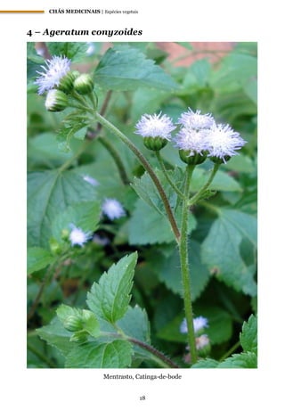 CHÁS MEDICINAIS | Espécies vegetais
18
4 – Ageratum conyzoides
Mentrasto, Catinga-de-bode
 