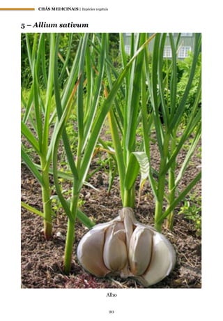 CHÁS MEDICINAIS | Espécies vegetais
20
5 – Allium sativum
Alho
 