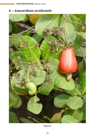 CHÁS MEDICINAIS | Espécies vegetais
22
6 – Anacardium occidentale
Cajueiro
 