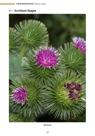 CHÁS MEDICINAIS | Espécies vegetais
24
7 – Arctium lappa
Bardana
 