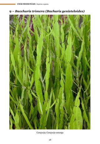 CHÁS MEDICINAIS | Espécies vegetais
28
9 – Baccharis trimera (Bacharis genisteloides)
Carqueja; Carqueja-amarga
 