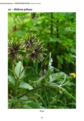 CHÁS MEDICINAIS | Espécies vegetais
30
10 – Bidens pilosa
Picão
 