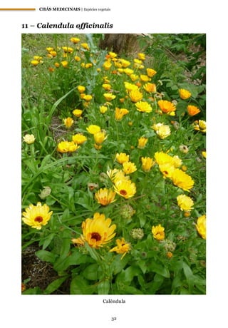 CHÁS MEDICINAIS | Espécies vegetais
32
11 – Calendula officinalis
Calêndula
 