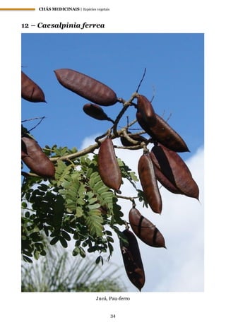 CHÁS MEDICINAIS | Espécies vegetais
34
12 – Caesalpinia ferrea
Jucá, Pau-ferro
 