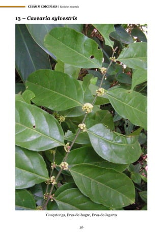 CHÁS MEDICINAIS | Espécies vegetais
36
13 – Casearia sylvestris
Guaçatonga, Erva-de-bugre, Erva-de-lagarto
 