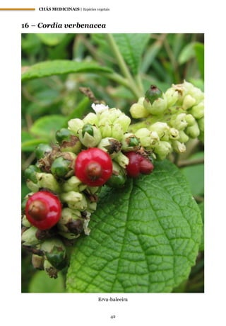 CHÁS MEDICINAIS | Espécies vegetais
42
16 – Cordia verbenacea
Erva-baleeira
 