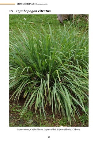 CHÁS MEDICINAIS | Espécies vegetais
46
18 – Cymbopogon citratus
Capim-santo, Capim-limão, Capim-cidró, Capim-cidreira, Cidreira.
 