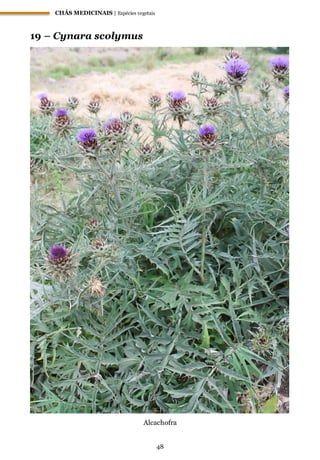CHÁS MEDICINAIS | Espécies vegetais
48
19 – Cynara scolymus
Alcachofra
 
