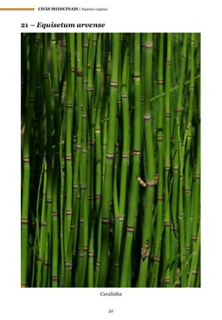 CHÁS MEDICINAIS | Espécies vegetais
52
21 – Equisetum arvense
Cavalinha
 