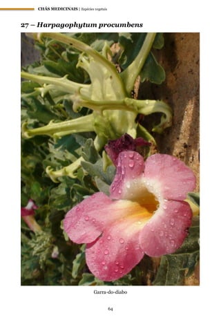 CHÁS MEDICINAIS | Espécies vegetais
64
27 – Harpagophytum procumbens
Garra-do-diabo
 