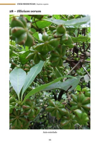 CHÁS MEDICINAIS | Espécies vegetais
66
28 – Illicium verum
Anis-estrelado
 