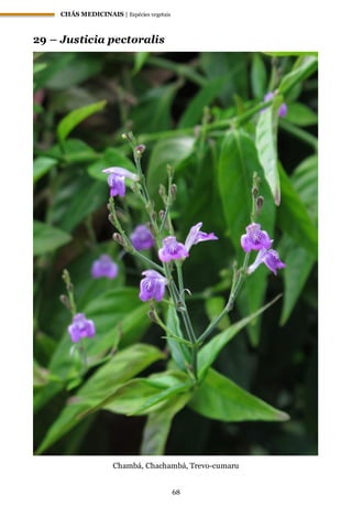 CHÁS MEDICINAIS | Espécies vegetais
68
29 – Justicia pectoralis
Chambá, Chachambá, Trevo-cumaru
 
