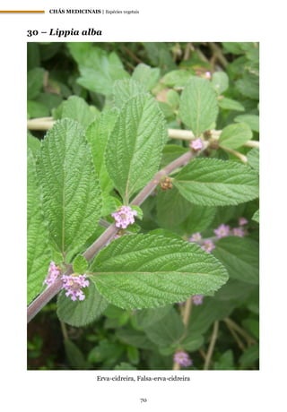 CHÁS MEDICINAIS | Espécies vegetais
70
30 – Lippia alba
Erva-cidreira, Falsa-erva-cidreira
 