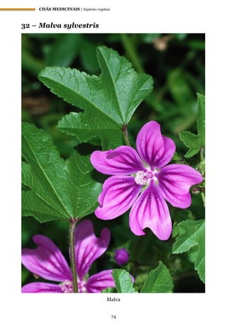 CHÁS MEDICINAIS | Espécies vegetais
74
32 – Malva sylvestris
Malva
 