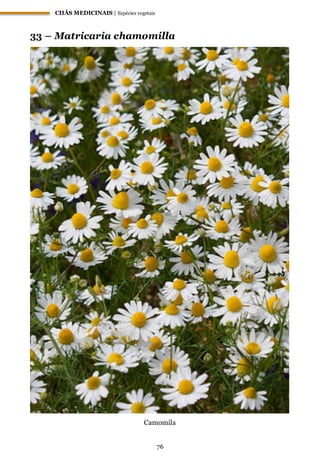 CHÁS MEDICINAIS | Espécies vegetais
76
33 – Matricaria chamomilla
Camomila
 