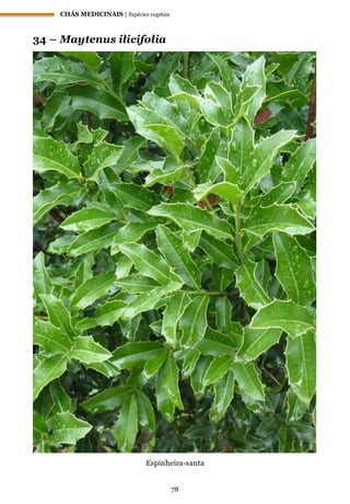 CHÁS MEDICINAIS | Espécies vegetais
78
34 – Maytenus ilicifolia
Espinheira-santa
 