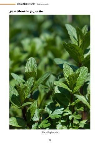 CHÁS MEDICINAIS | Espécies vegetais
82
36 – Mentha piperita
Hortelã-pimenta
 