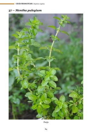 CHÁS MEDICINAIS | Espécies vegetais
84
37 – Mentha pulegium
Poejo
 