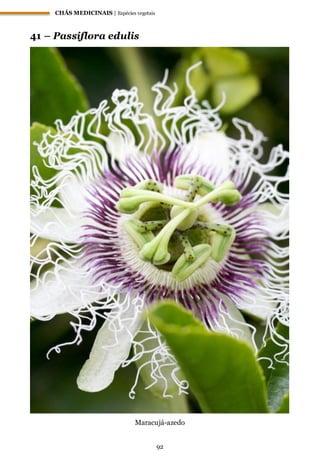 CHÁS MEDICINAIS | Espécies vegetais
92
41 – Passiflora edulis
Maracujá-azedo
 