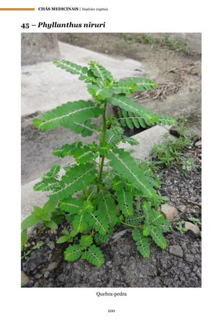 CHÁS MEDICINAIS | Espécies vegetais
100
45 – Phyllanthus niruri
Quebra-pedra
 