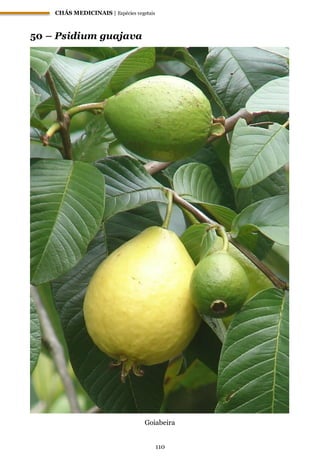 CHÁS MEDICINAIS | Espécies vegetais
110
50 – Psidium guajava
Goiabeira
 