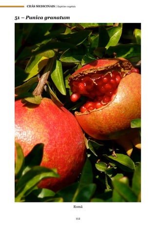 CHÁS MEDICINAIS | Espécies vegetais
112
51 – Punica granatum
Romã
 