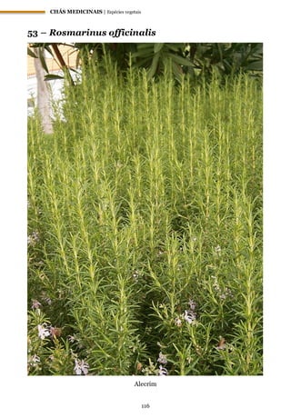 CHÁS MEDICINAIS | Espécies vegetais
116
53 – Rosmarinus officinalis
Alecrim
 
