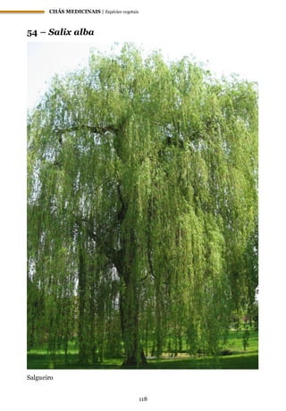 CHÁS MEDICINAIS | Espécies vegetais
118
54 – Salix alba
Salgueiro
 