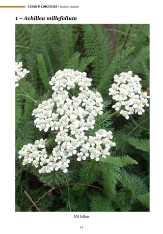 CHÁS MEDICINAIS | Espécies vegetais
12
1 – Achillea millefolium
Mil folhas
 