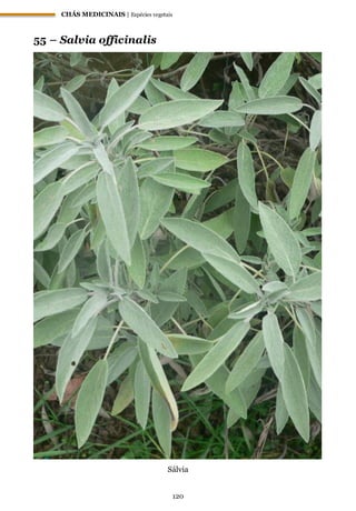 CHÁS MEDICINAIS | Espécies vegetais
120
55 – Salvia officinalis
Sálvia
 