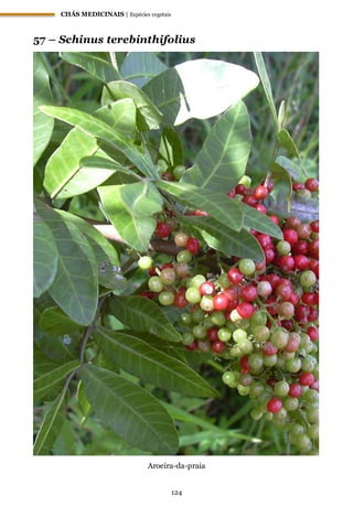 CHÁS MEDICINAIS | Espécies vegetais
124
57 – Schinus terebinthifolius
Aroeira-da-praia
 