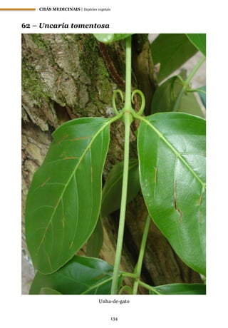 CHÁS MEDICINAIS | Espécies vegetais
134
62 – Uncaria tomentosa
Unha-de-gato
 