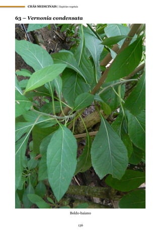 CHÁS MEDICINAIS | Espécies vegetais
136
63 – Vernonia condensata
Boldo-baiano
 