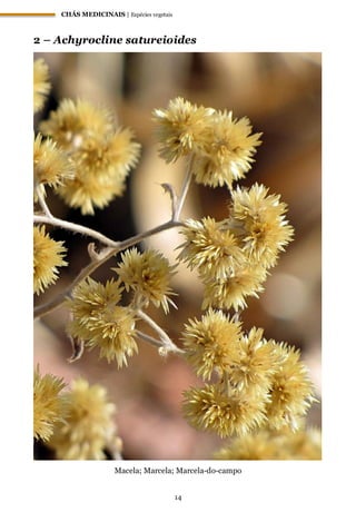 CHÁS MEDICINAIS | Espécies vegetais
14
2 – Achyrocline satureioides
Macela; Marcela; Marcela-do-campo
 