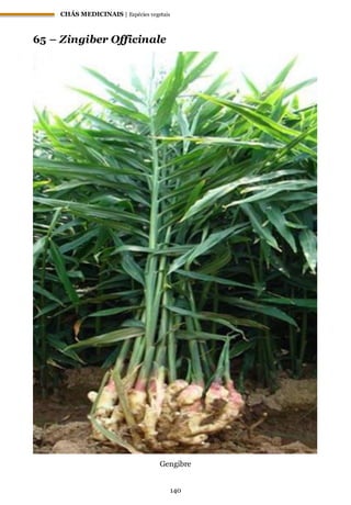 CHÁS MEDICINAIS | Espécies vegetais
140
65 – Zingiber Officinale
Gengibre
 