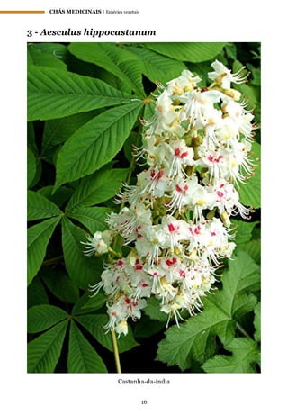 CHÁS MEDICINAIS | Espécies vegetais
16
3 - Aesculus hippocastanum
Castanha-da-índia
 